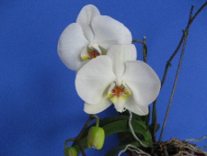 orchidea-1.jpg
